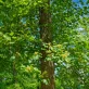 6 fall trees