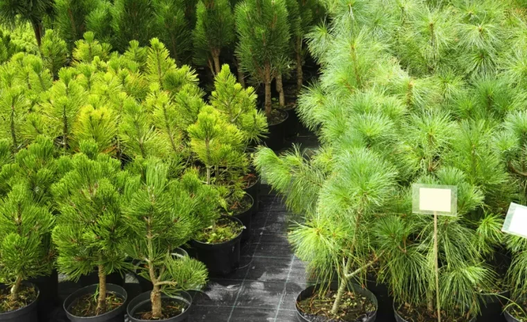 evergreen outdoor trees