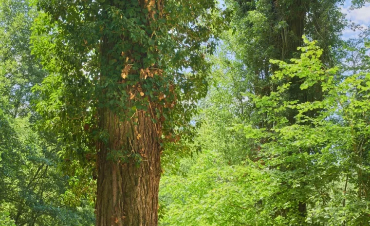 four season trees