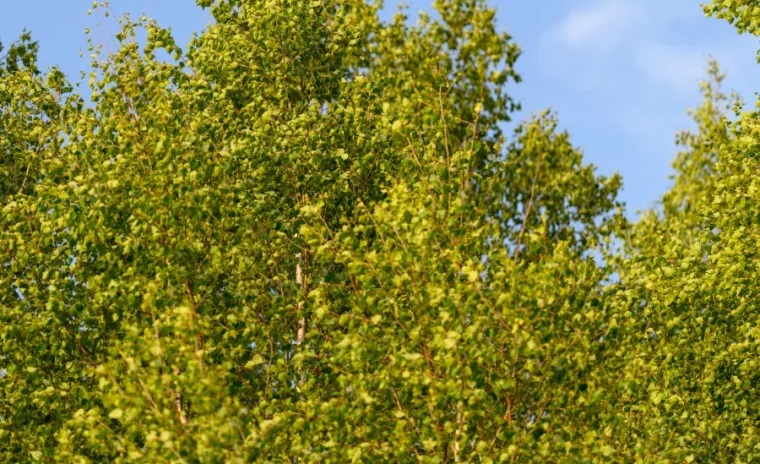 river birch trees