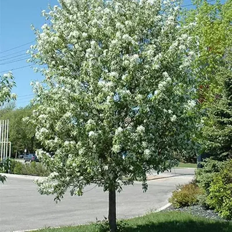 Crabapple Spring Snow
