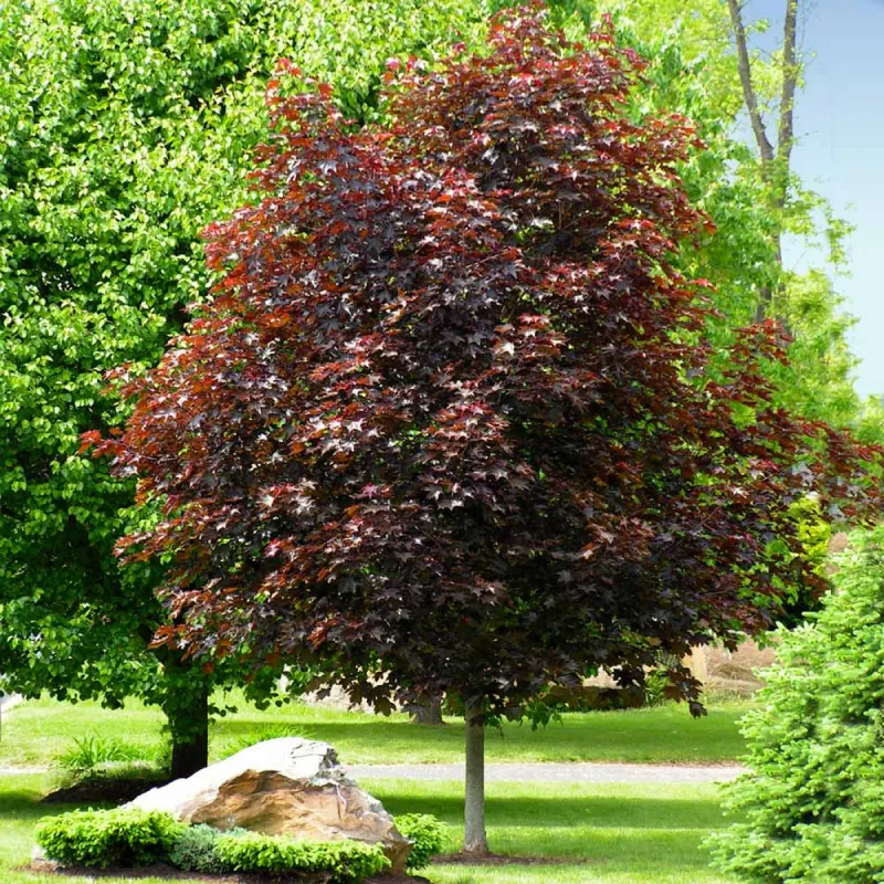 Maple Crimson King