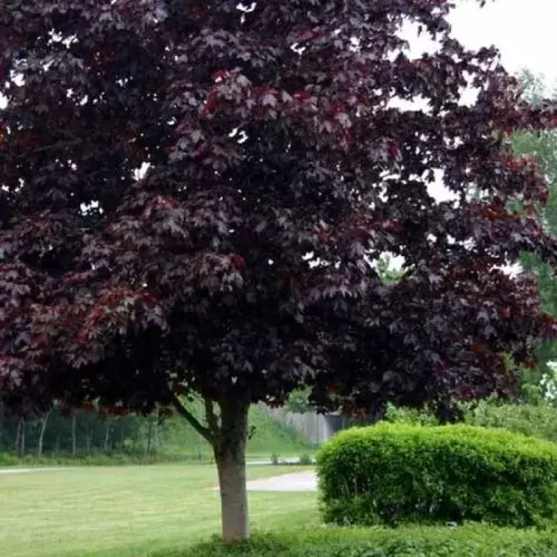 Maple Royal Red